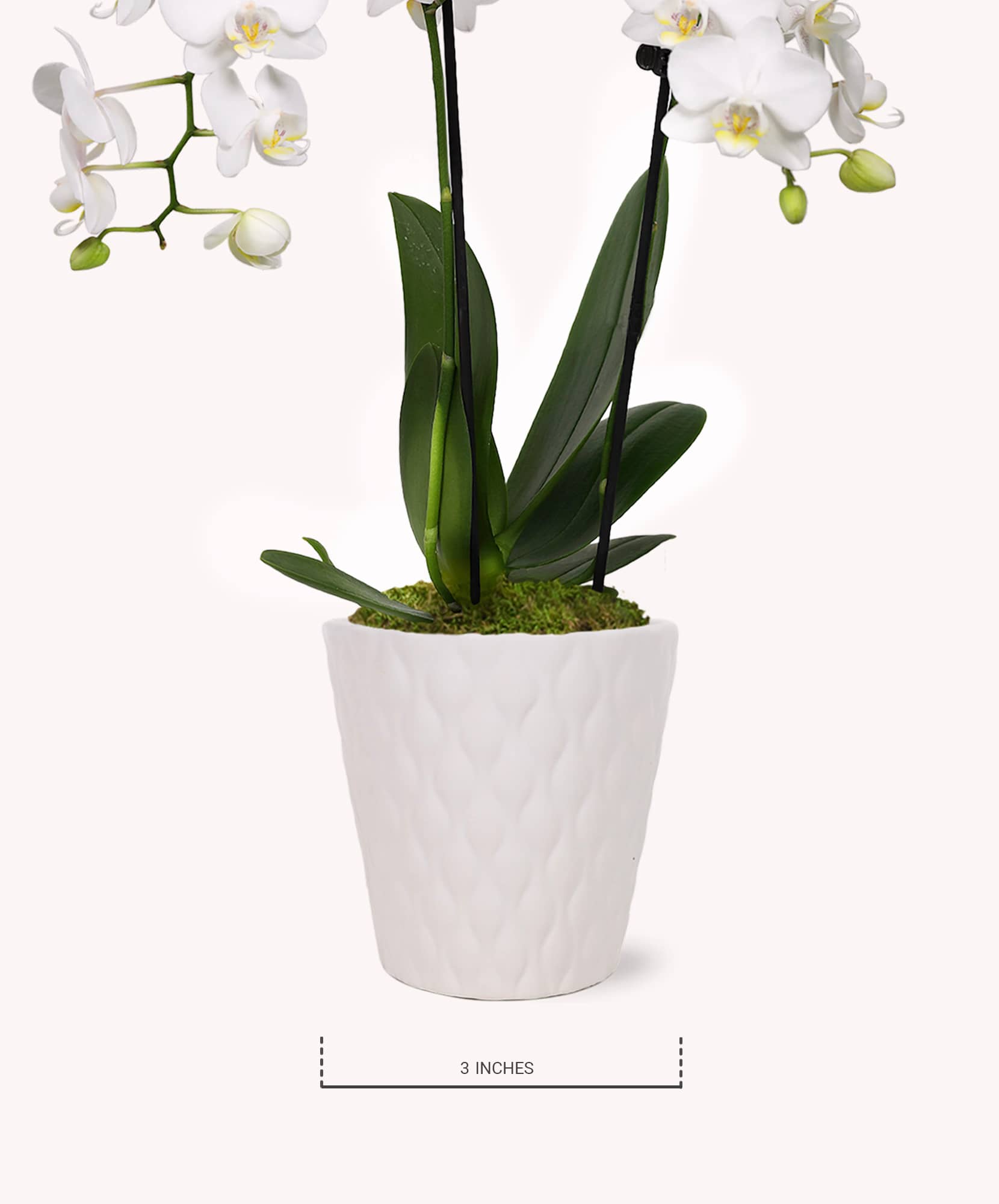 Elegant white orchids in a textured white pot, adding sophistication to any decor.