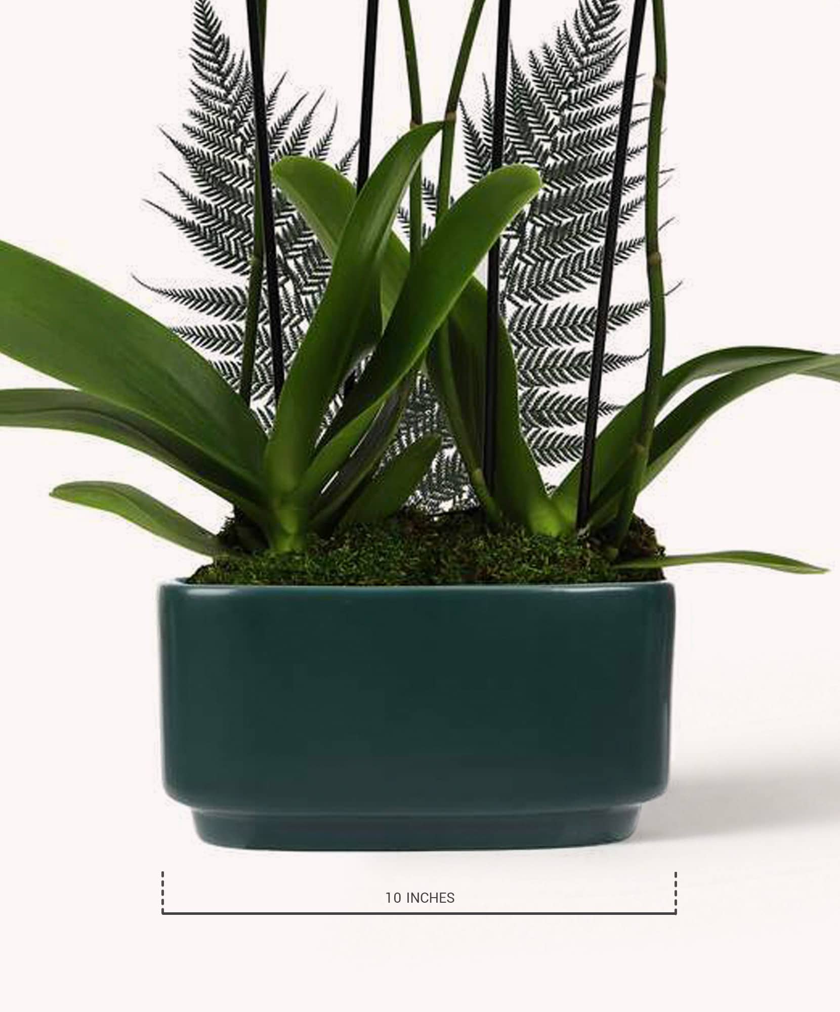 Elegant indoor plant arrangement featuring lush green leaves in a stylish ceramic planter.