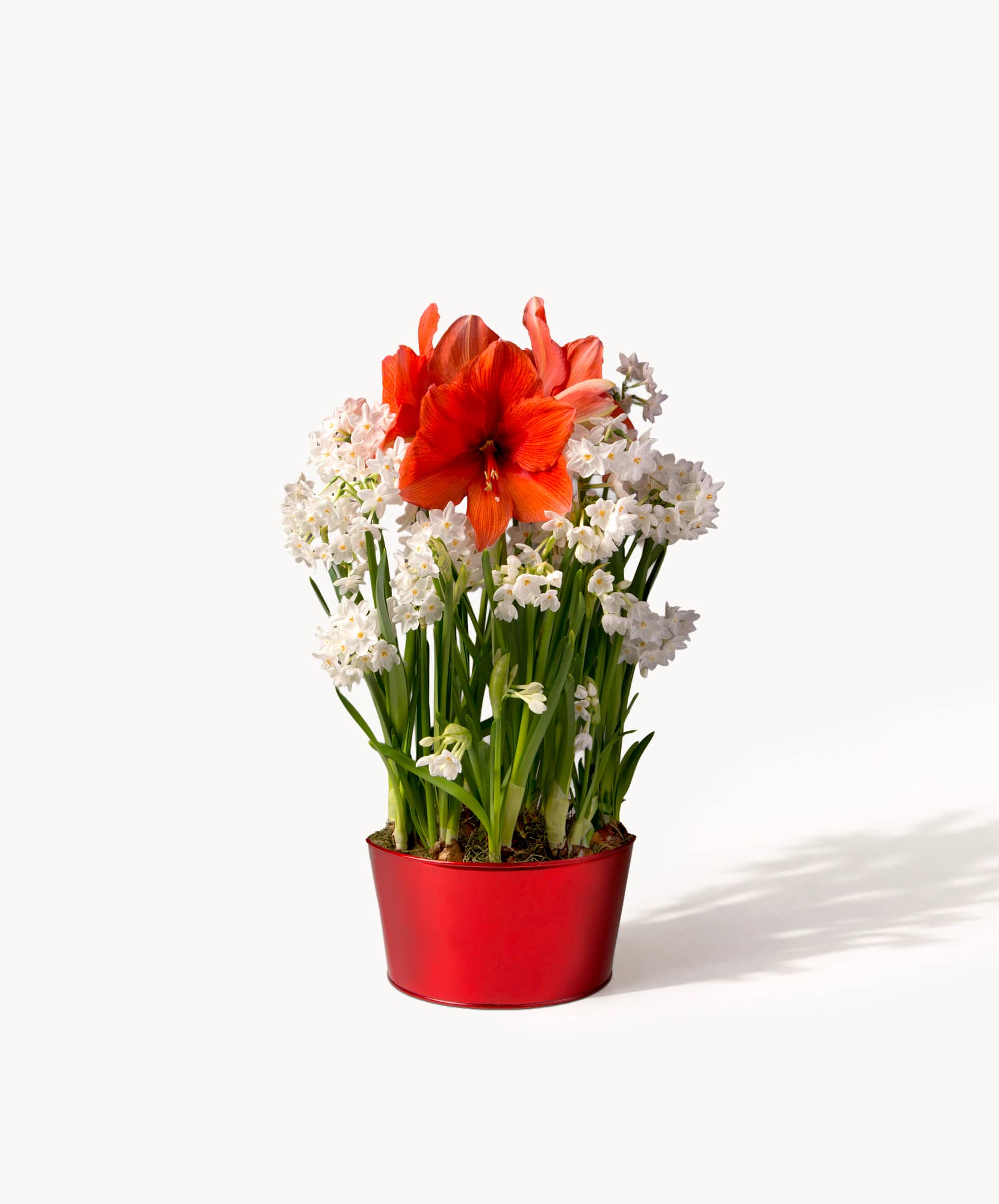 Vibrant red amaryllis and fragrant white blooms in a stylish red pot arrangement.