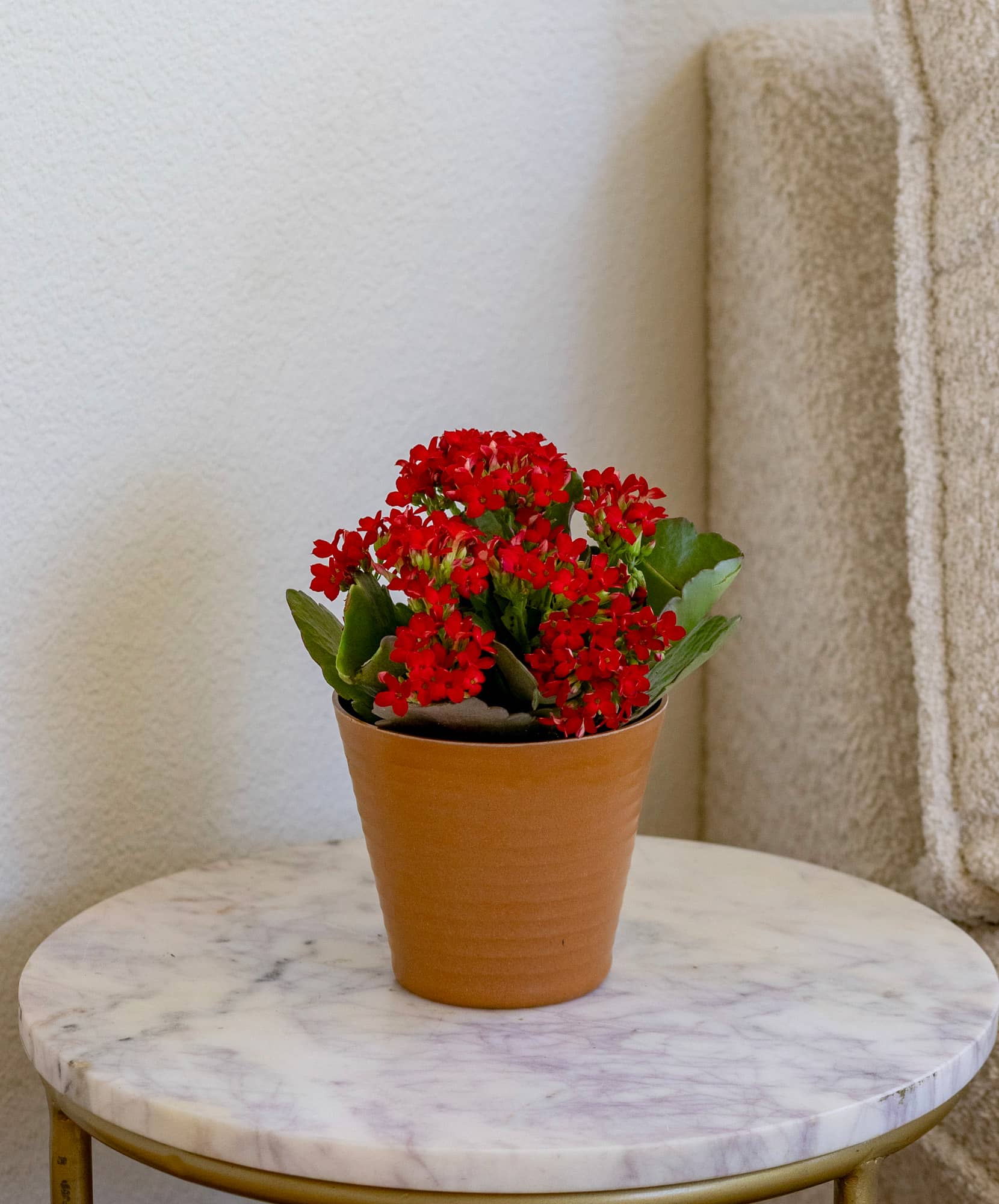 Vibrant red kalanchoe flowers in a terracotta pot, brightening up any space.