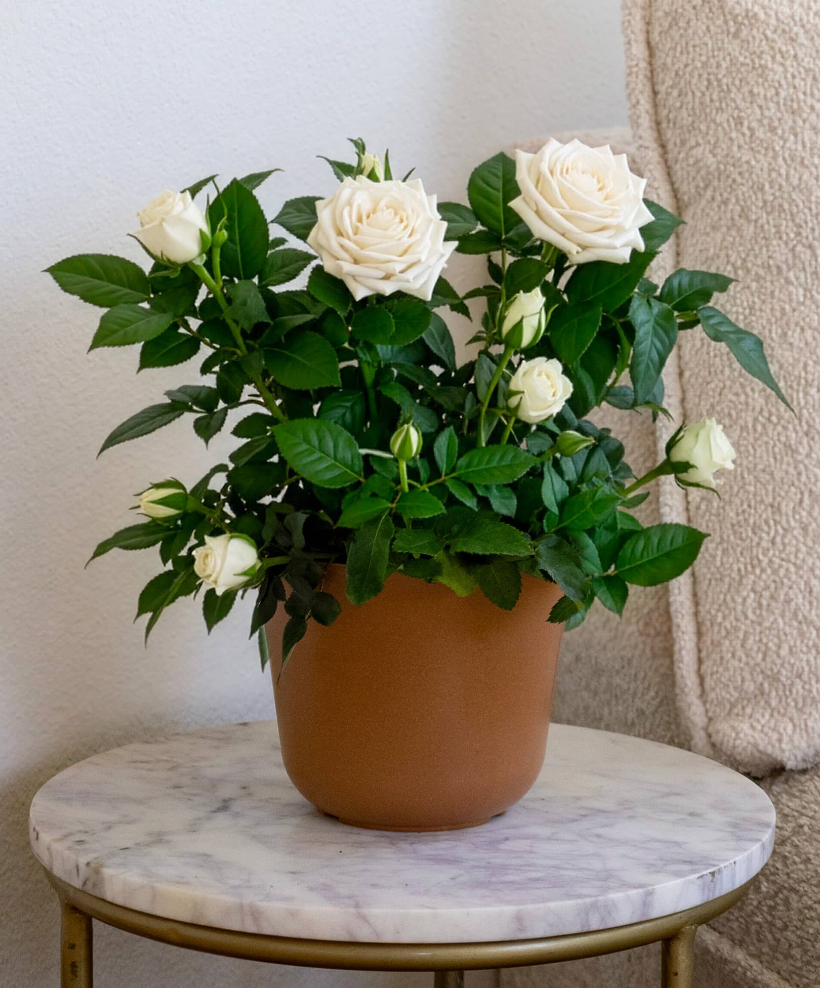 Elegant white roses in a terracotta pot, adding a touch of sophistication to home decor.