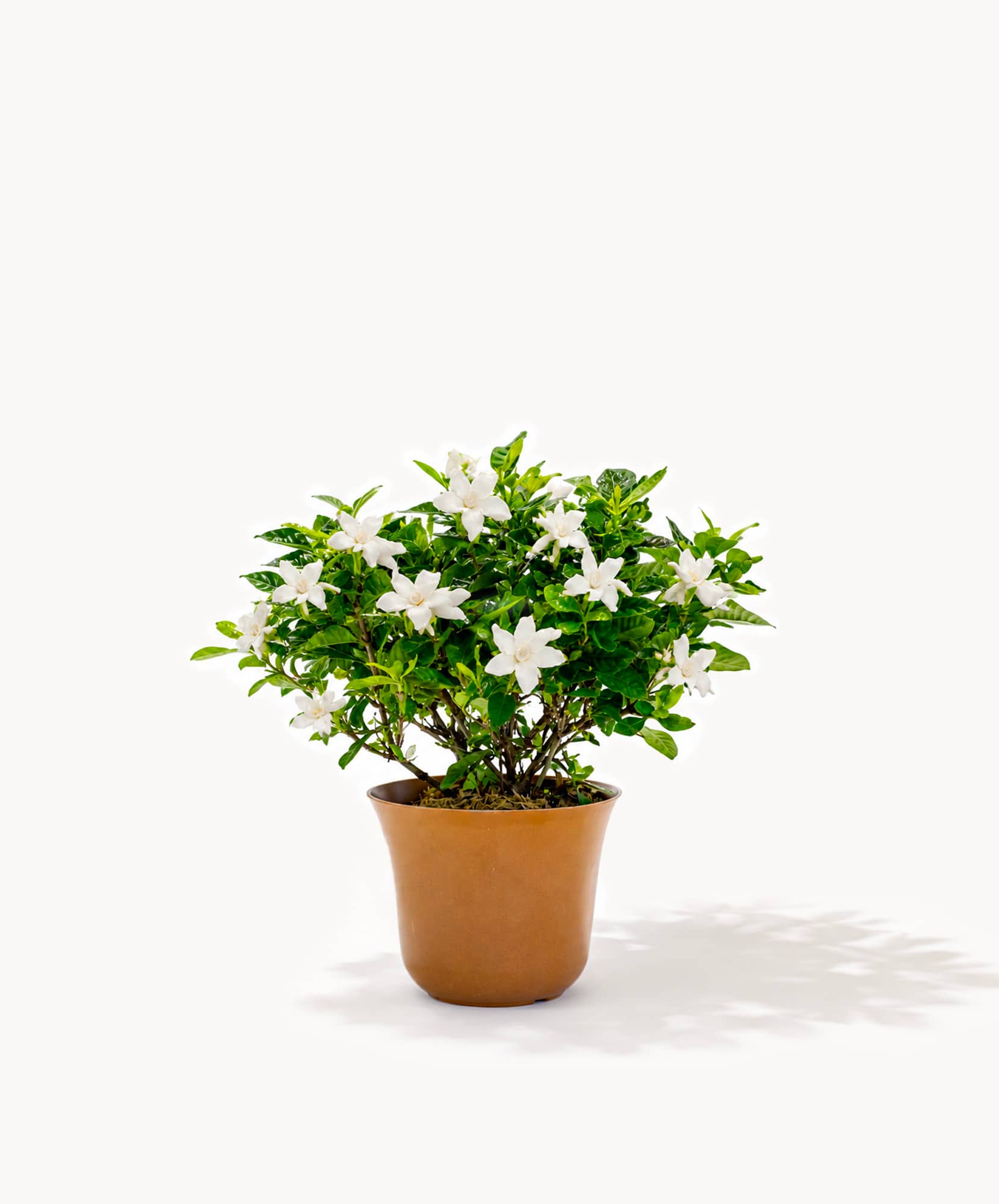 Vibrant potted plant with white flowers and lush green leaves, ideal for home decor.