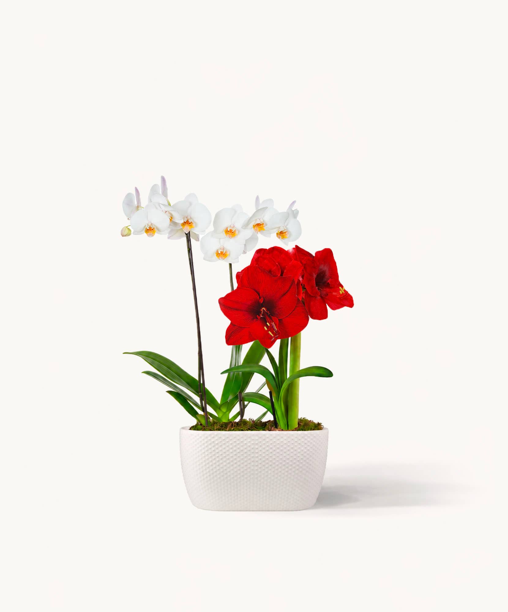 Vibrant red and white orchids in a sleek white pot, perfect for elegant decor or gifts.