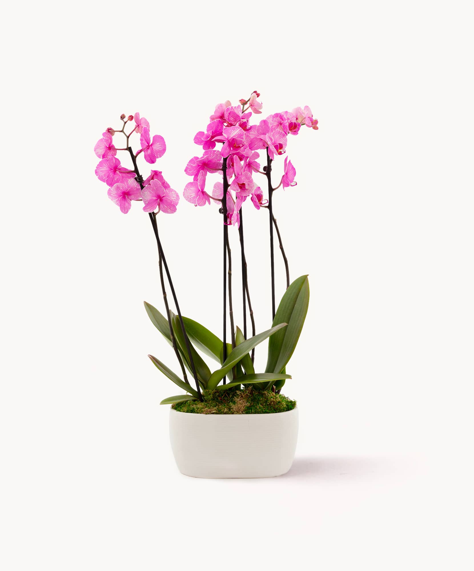 Elegant pink orchid arrangement in a modern white pot, perfect for home decor.